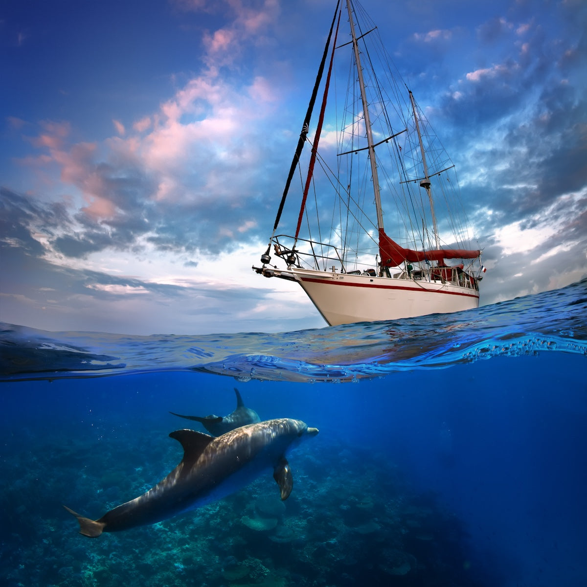 Dolphins with sailboat Adobe Stock 118083135 OEM compressed
