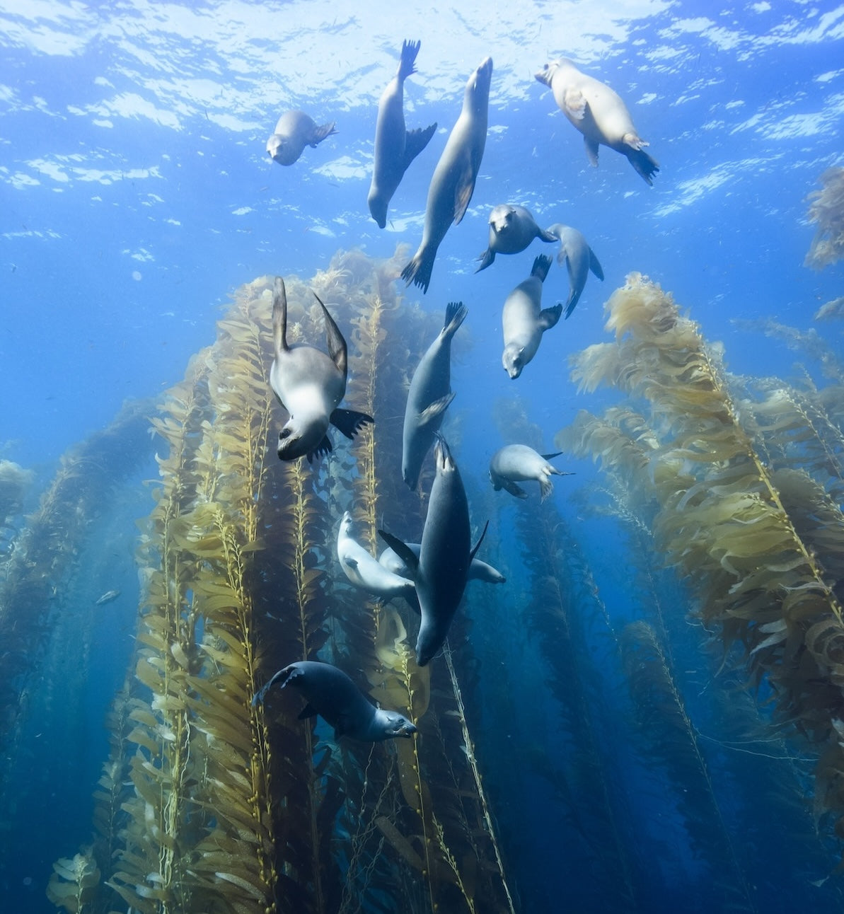 Kelp forest sea lions iStock 828205512 compressed crop