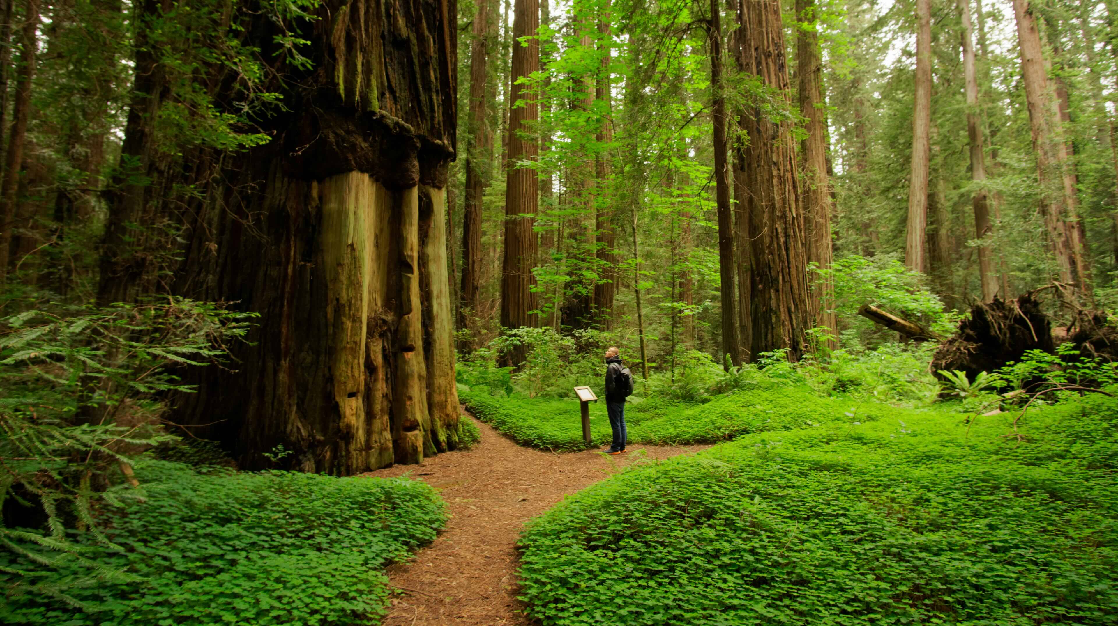 Redwood forest man standing w tree Adobe Stock OEM 434378850 crop compressed 5e8ddd35 9385 4125 bf1a 742820b999f3
