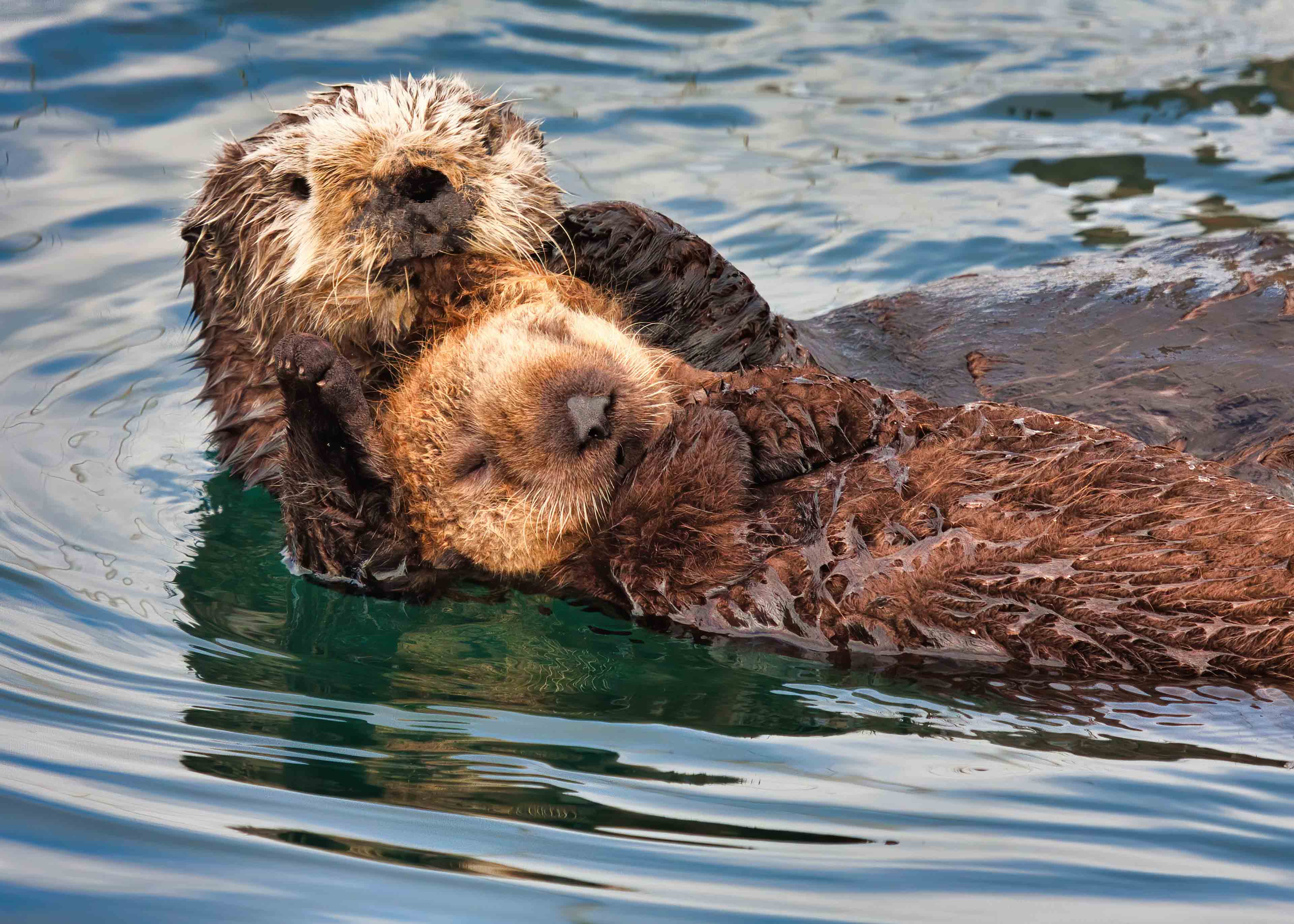 Sea otters mom and pup AdobeStock 385411983 840x600 mobile