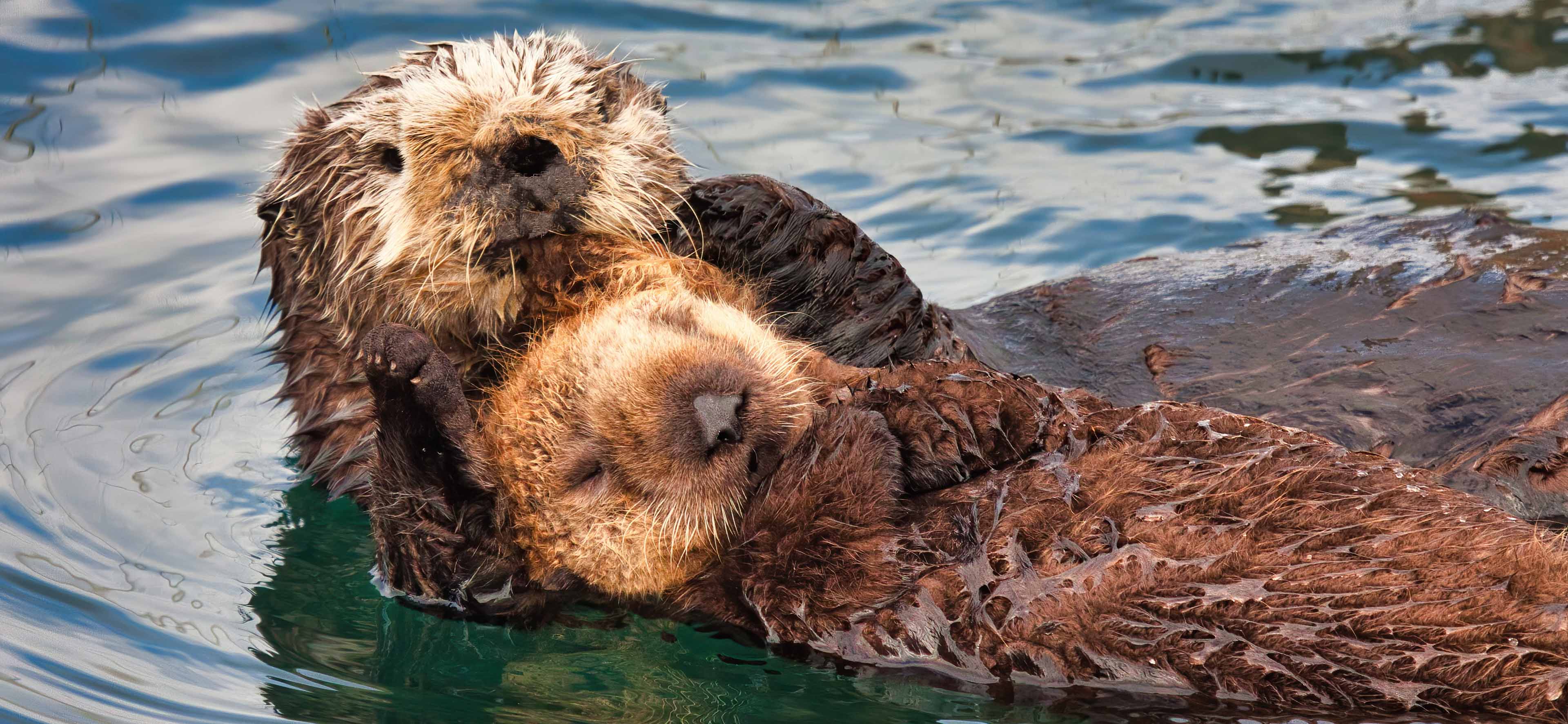 Sea otters mom and pup AdobeStock 385411983 OEM