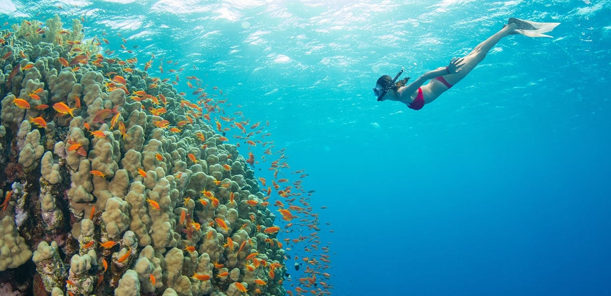 oahu snorkeling feature crop 3b232b81 b567 40de 9d0c e0a246a5f076